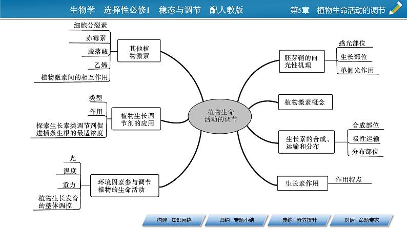 2021-2022学年高中生物新人教版选择性必修1  第5章 植物生命活动的调节 章末总结 课件（31张）03