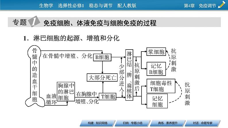 2021-2022学年高中生物新人教版选择性必修1  第4章 免疫调节 章末总结 课件（36张）第5页