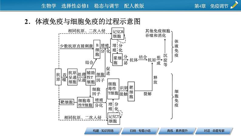 2021-2022学年高中生物新人教版选择性必修1  第4章 免疫调节 章末总结 课件（36张）第6页