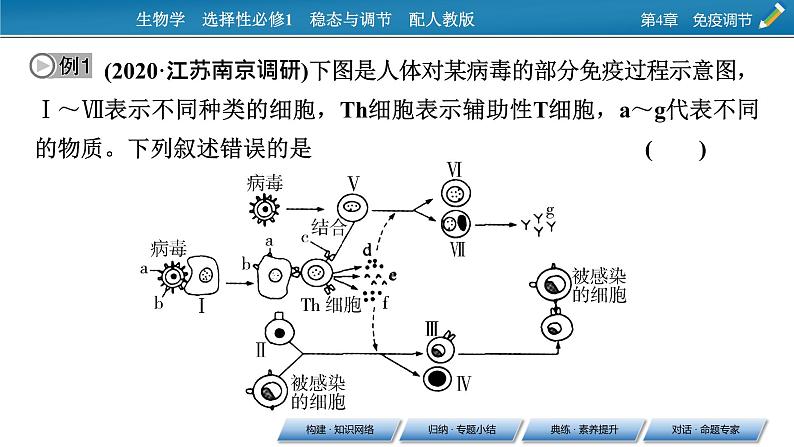 2021-2022学年高中生物新人教版选择性必修1  第4章 免疫调节 章末总结 课件（36张）第7页