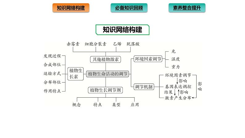 2021-2022学年高中生物新人教版选择性必修1  第5章 植物生命活动的调节 章末总结 课件（36张）第2页