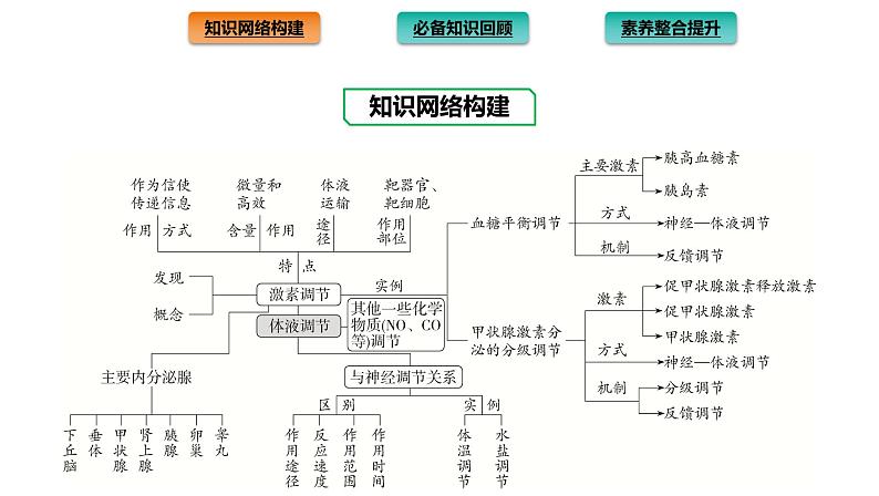 2021-2022学年高中生物新人教版选择性必修1  第3章 体液调节 章末总结 课件（35张）第2页