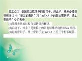 2021-2022學(xué)年高中生物新人教版選擇性必修3 第3章 基因工程 單元素能提升 課件（35張）