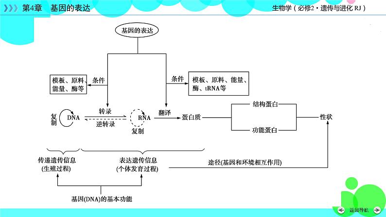 人教版 生物 必修2 本章整合4 PPT课件第5页