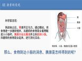 激素调节和内分泌系统终版课件PPT