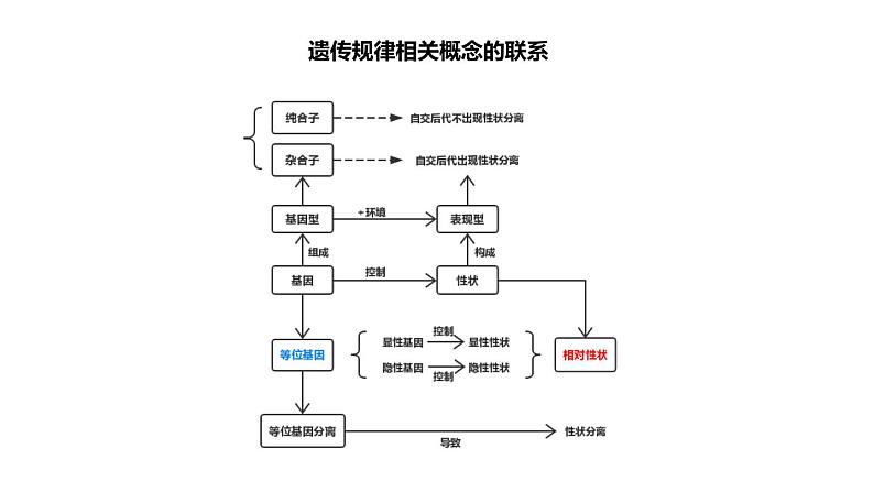 孟德尔定律-试听课用课件PPT06