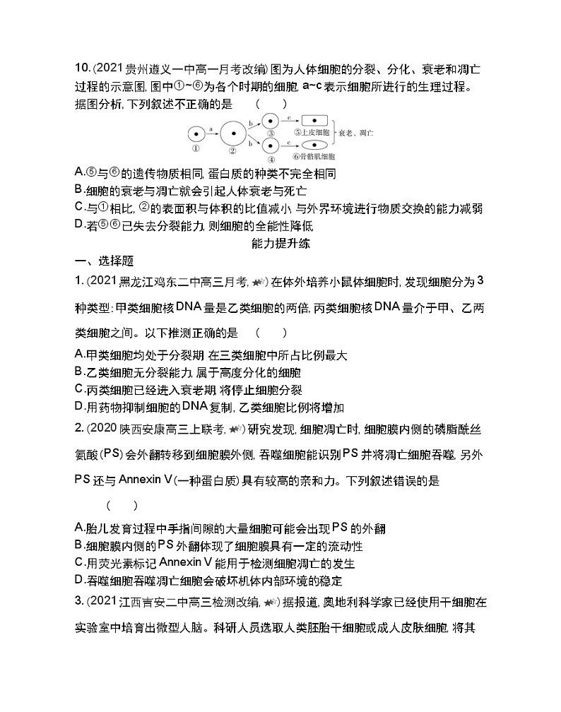 第3节细胞的衰老和凋亡-2022版生物必修1 人教版（新课标） 同步练习 （Word含解析）03