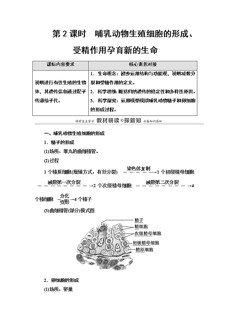 第1章 第1节 第2课时 哺乳动物生殖细胞的形成、受精作用孕育新的生命 讲义 【新教材】苏教版（2019）高中生物必修二教案01