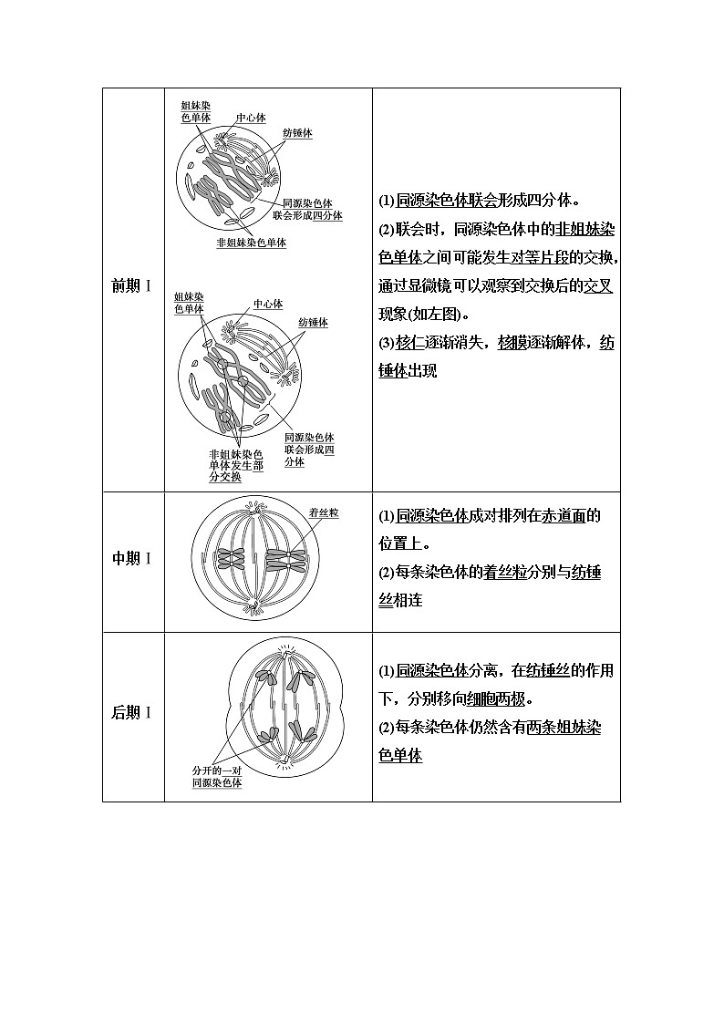 第1章 第1节 第1课时 减数分裂产生精子或卵细胞 讲义 【新教材】苏教版（2019）高中生物必修二教案02