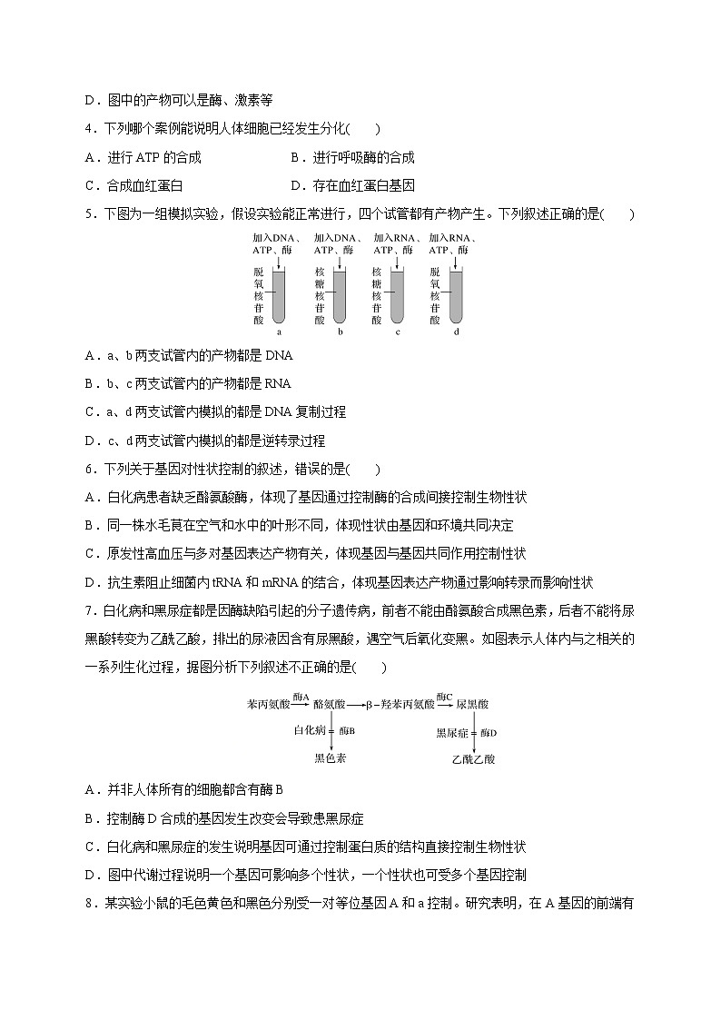 2.3.2 中心法则、细胞分化的本质、表观遗传（备作业）-【上好课】2020-2021学年高一生物同步备课系列（新苏教版（2020）必修2）（原卷版）第2页