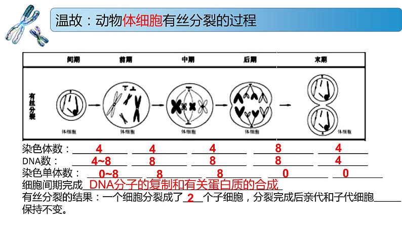 1.1.1 减数分裂产生精子或卵细胞-2020-2021学年高一生物同步备课系列（新苏教版（2020）必修2）课件PPT02