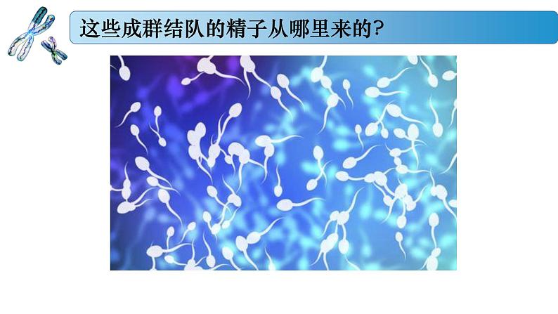 1.1.1 减数分裂产生精子或卵细胞-2020-2021学年高一生物同步备课系列（新苏教版（2020）必修2）课件PPT06