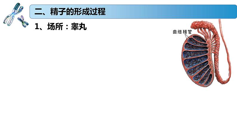 1.1.1 减数分裂产生精子或卵细胞-2020-2021学年高一生物同步备课系列（新苏教版（2020）必修2）课件PPT08