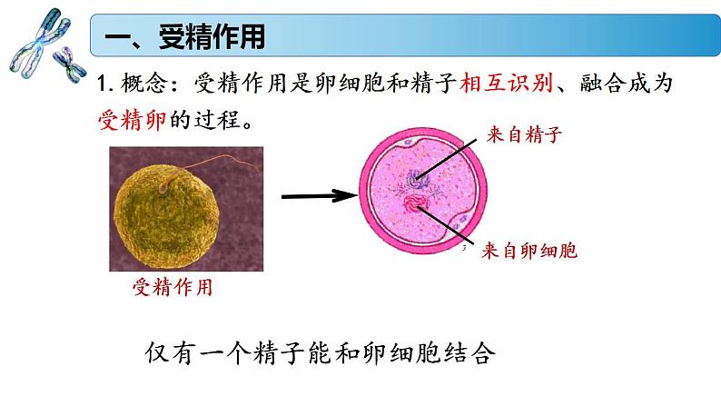 1.1.3 受精作用孕育新的生命-2020-2021学年高一生物同步备课系列（新苏教版（2020）必修2）课件PPT03