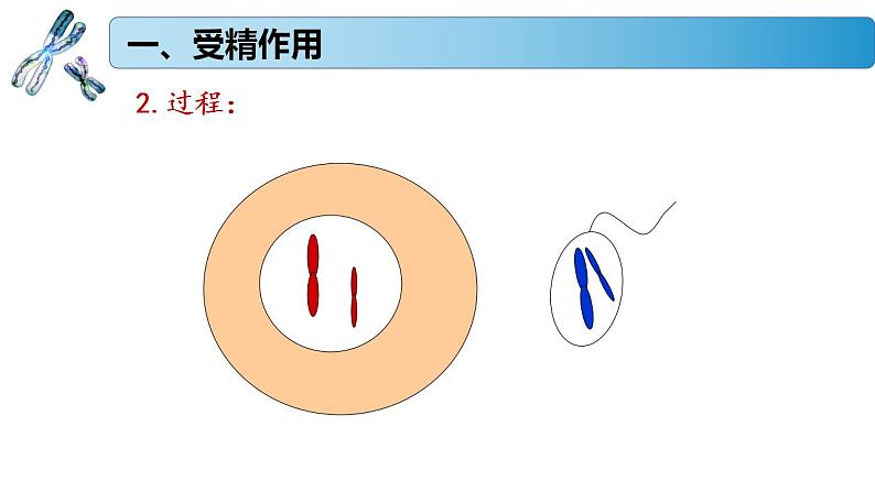 1.1.3 受精作用孕育新的生命-2020-2021学年高一生物同步备课系列（新苏教版（2020）必修2）课件PPT04