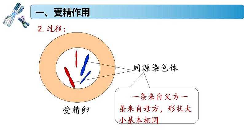 1.1.3 受精作用孕育新的生命-2020-2021学年高一生物同步备课系列（新苏教版（2020）必修2）课件PPT05