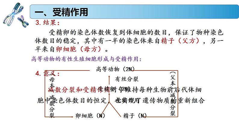 1.1.3 受精作用孕育新的生命-2020-2021学年高一生物同步备课系列（新苏教版（2020）必修2）课件PPT06