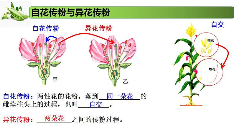 1.2.1 分离定律-2020-2021学年高一生物同步备课系列（新苏教版（2020）必修2）课件PPT06