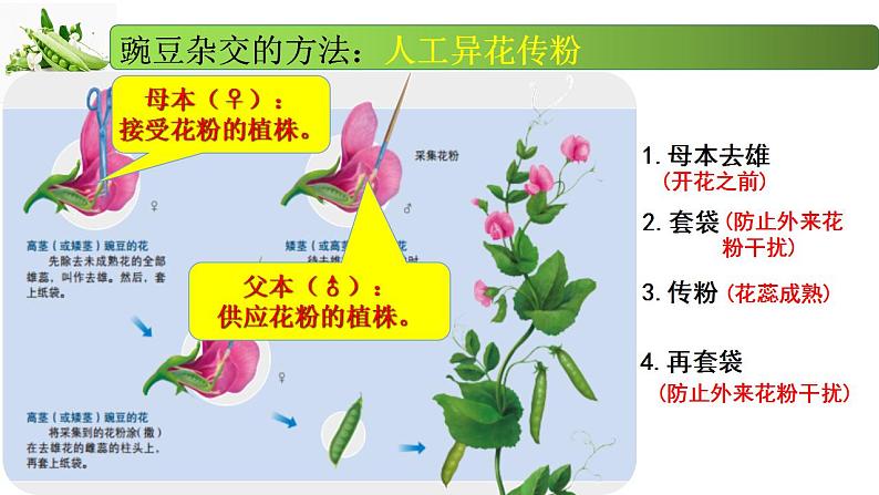 1.2.1 分离定律-2020-2021学年高一生物同步备课系列（新苏教版（2020）必修2）课件PPT07