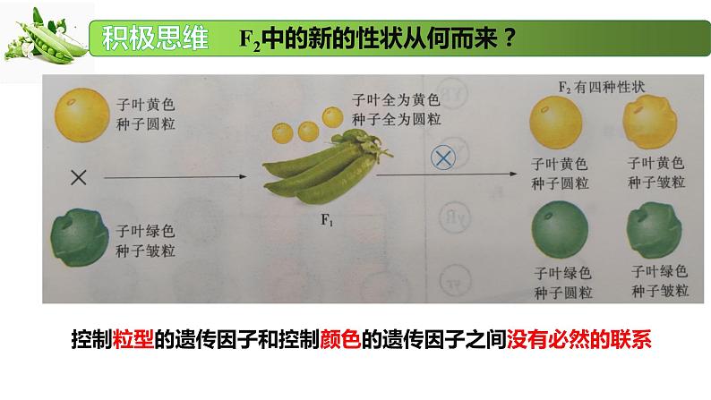 1.3 自由组合定律-2020-2021学年高一生物同步备课系列（新苏教版（2020）必修2）课件PPT第3页