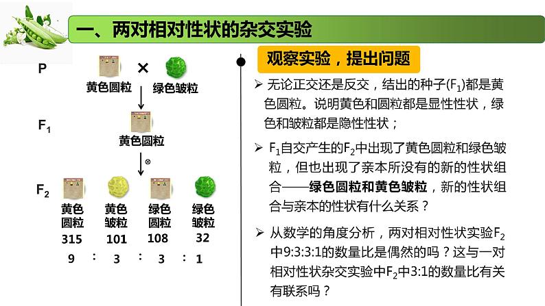 1.3 自由组合定律-2020-2021学年高一生物同步备课系列（新苏教版（2020）必修2）课件PPT第5页