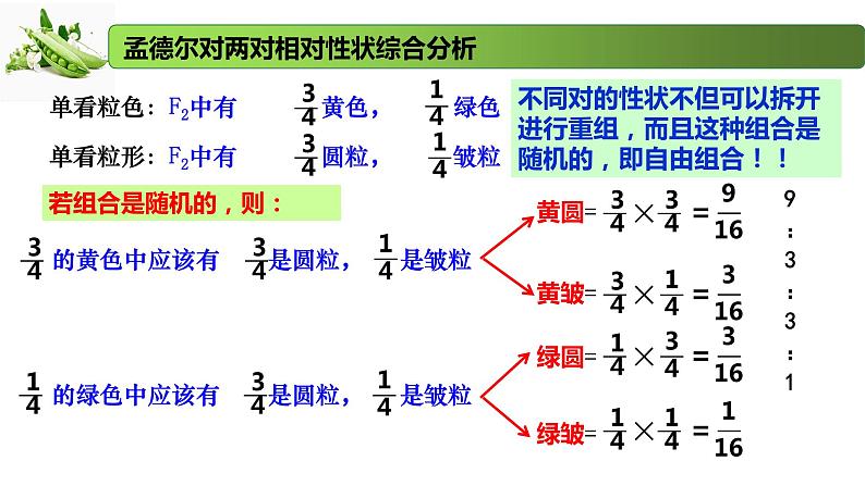 1.3 自由组合定律-2020-2021学年高一生物同步备课系列（新苏教版（2020）必修2）课件PPT第7页