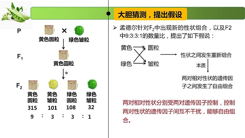 1.3 自由组合定律-2020-2021学年高一生物同步备课系列（新苏教版（2020）必修2）课件PPT第8页