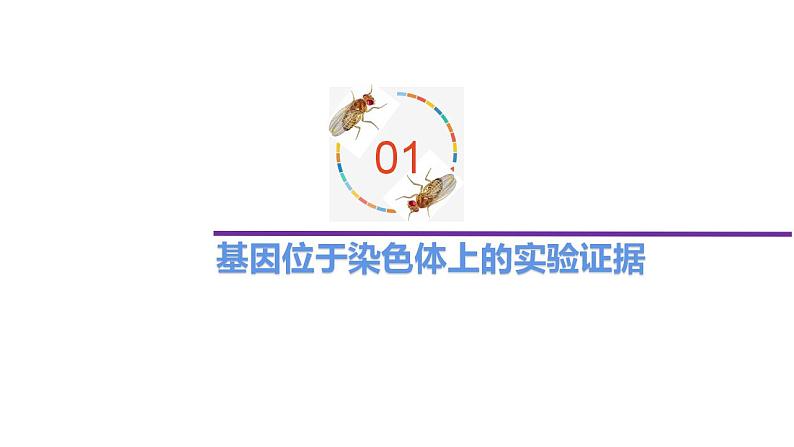 1.4 基因位于染色体上-2020-2021学年高一生物同步备课系列（新苏教版（2020）必修2）课件PPT第2页