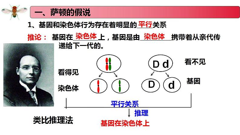 1.4 基因位于染色体上-2020-2021学年高一生物同步备课系列（新苏教版（2020）必修2）课件PPT第3页