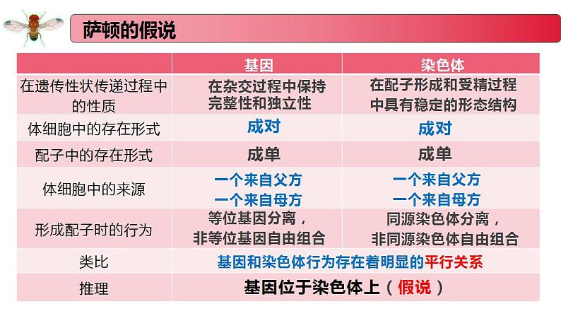 1.4 基因位于染色体上-2020-2021学年高一生物同步备课系列（新苏教版（2020）必修2）课件PPT第4页