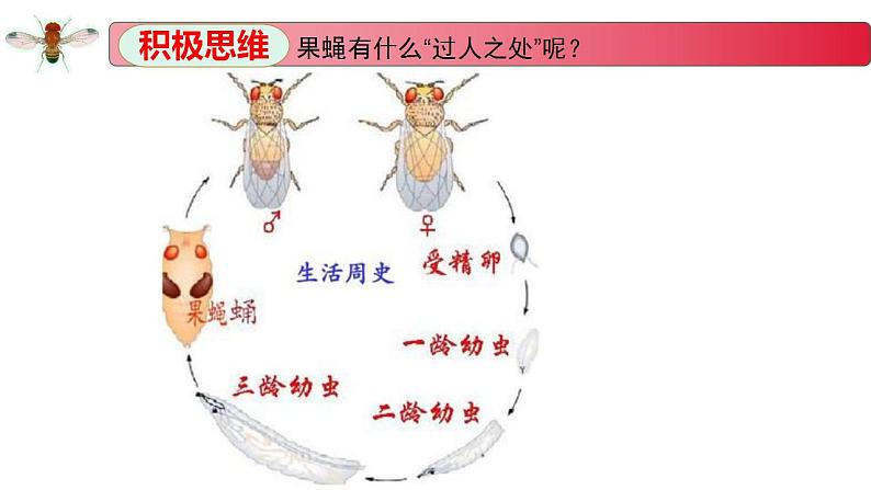 1.4 基因位于染色体上-2020-2021学年高一生物同步备课系列（新苏教版（2020）必修2）课件PPT第6页