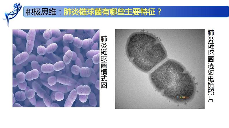 2.1 DNA是主要的遗传物质-2020-2021学年高一生物同步备课系列（新苏教版（2020）必修2）课件PPT05