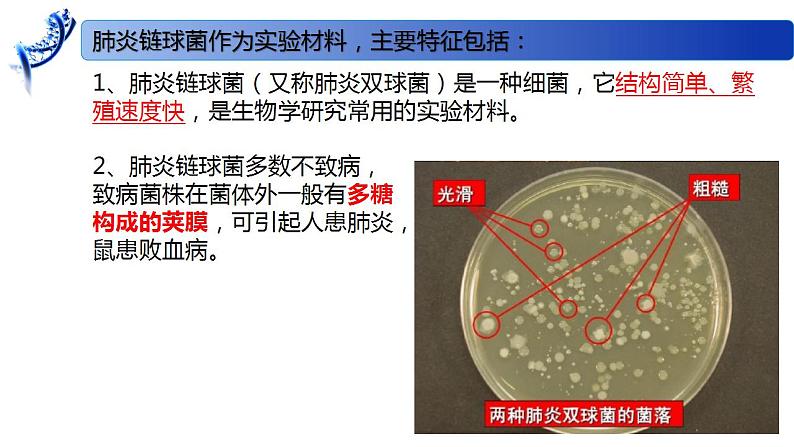 2.1 DNA是主要的遗传物质-2020-2021学年高一生物同步备课系列（新苏教版（2020）必修2）课件PPT06