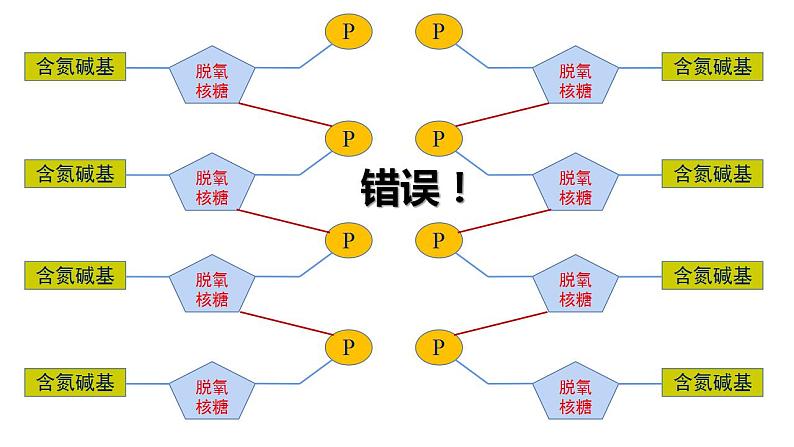 2.2.1 DNA分子的结构-2020-2021学年高一生物同步备课系列（新苏教版（2020）必修2）课件PPT07