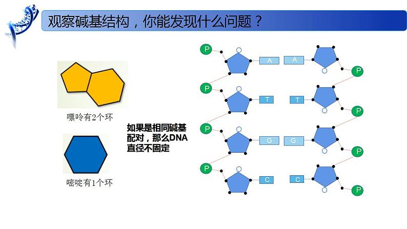 2.2.1 DNA分子的结构-2020-2021学年高一生物同步备课系列（新苏教版（2020）必修2）课件PPT08