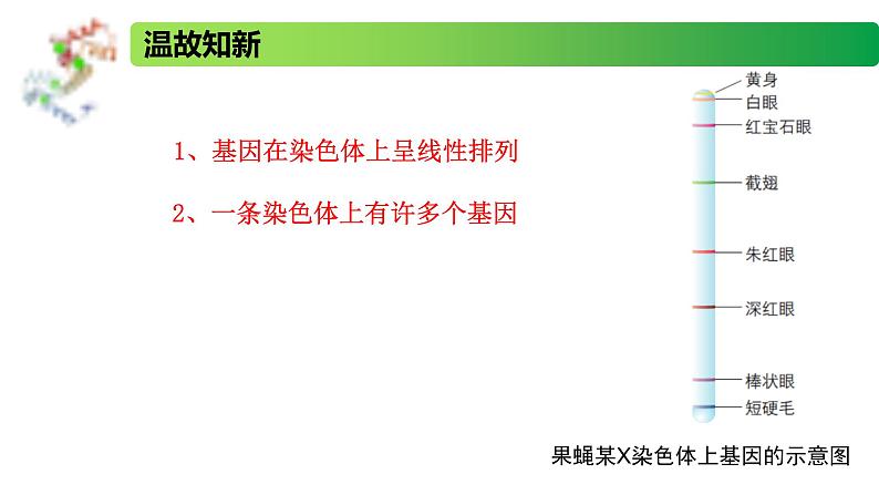 2.3.1 DNA分子通过RNA指导蛋白质的合成-2020-2021学年高一生物同步备课系列（新苏教版（2020）必修2）课件PPT03