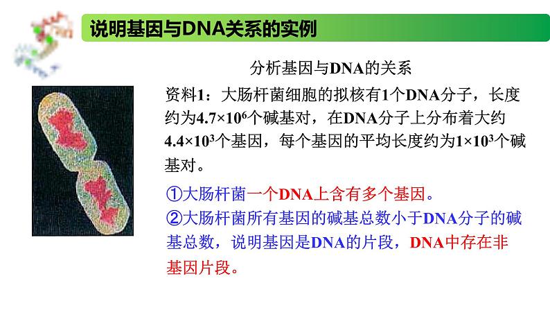 2.3.1 DNA分子通过RNA指导蛋白质的合成-2020-2021学年高一生物同步备课系列（新苏教版（2020）必修2）课件PPT04