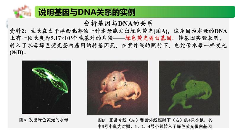 2.3.1 DNA分子通过RNA指导蛋白质的合成-2020-2021学年高一生物同步备课系列（新苏教版（2020）必修2）课件PPT05