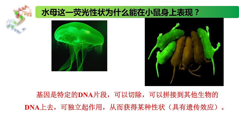 2.3.1 DNA分子通过RNA指导蛋白质的合成-2020-2021学年高一生物同步备课系列（新苏教版（2020）必修2）课件PPT06