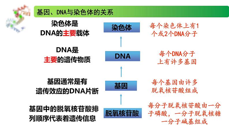 2.3.1 DNA分子通过RNA指导蛋白质的合成-2020-2021学年高一生物同步备课系列（新苏教版（2020）必修2）课件PPT08