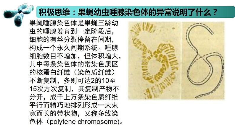 3.1 染色体变异及其应用-2020-2021学年高一生物同步备课系列（新苏教版（2020）必修2）课件PPT02