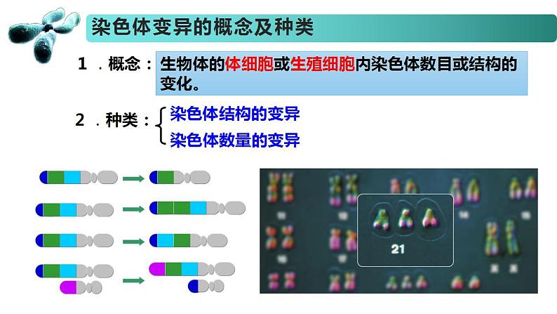 3.1 染色体变异及其应用-2020-2021学年高一生物同步备课系列（新苏教版（2020）必修2）课件PPT03