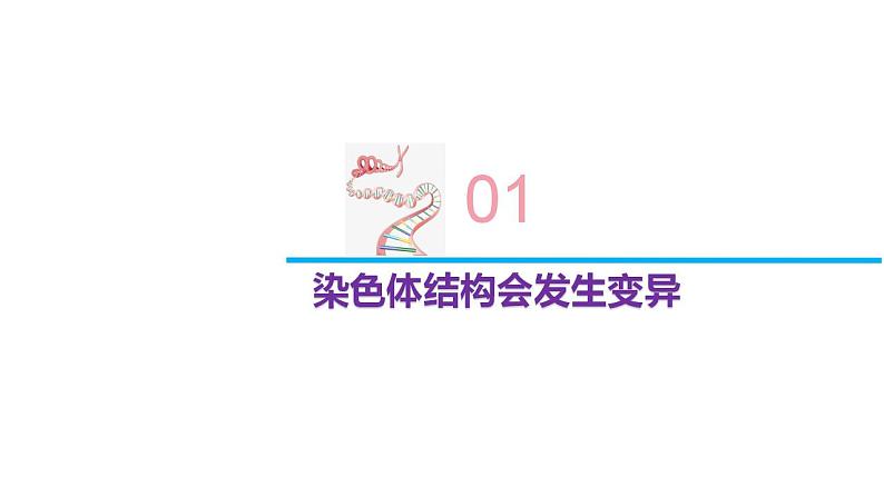 3.1 染色体变异及其应用-2020-2021学年高一生物同步备课系列（新苏教版（2020）必修2）课件PPT04