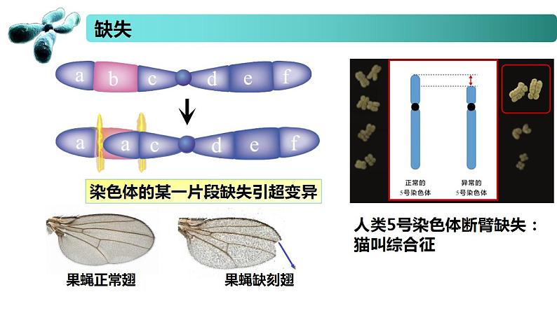 3.1 染色体变异及其应用-2020-2021学年高一生物同步备课系列（新苏教版（2020）必修2）课件PPT05