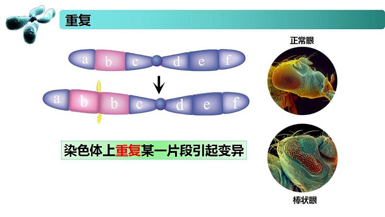 3.1 染色体变异及其应用-2020-2021学年高一生物同步备课系列（新苏教版（2020）必修2）课件PPT06