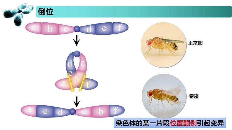 3.1 染色体变异及其应用-2020-2021学年高一生物同步备课系列（新苏教版（2020）必修2）课件PPT07