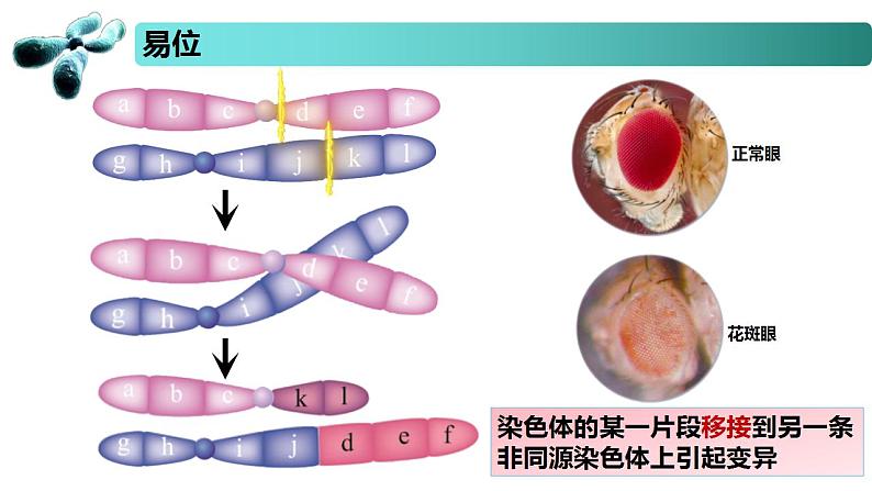 3.1 染色体变异及其应用-2020-2021学年高一生物同步备课系列（新苏教版（2020）必修2）课件PPT08