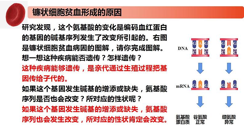 3.2 基因突变和基因重组-2020-2021学年高一生物同步备课系列（新苏教版（2020）必修2）课件PPT08