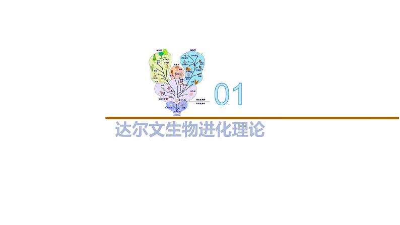 4.1 生物进化理论-2020-2021学年高一生物同步备课系列（新苏教版（2020）必修2）课件PPT04