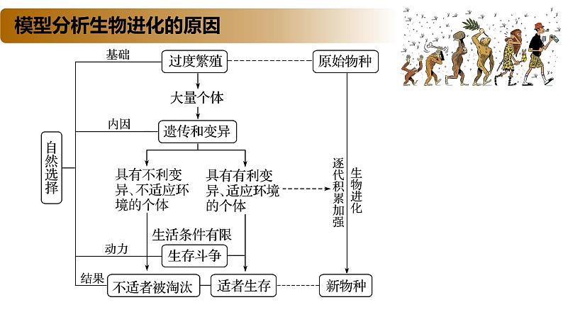 4.1 生物进化理论-2020-2021学年高一生物同步备课系列（新苏教版（2020）必修2）课件PPT07